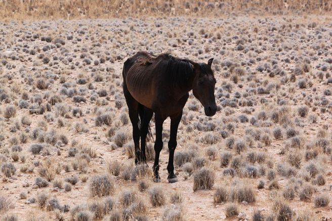 desert horse author anagoria
