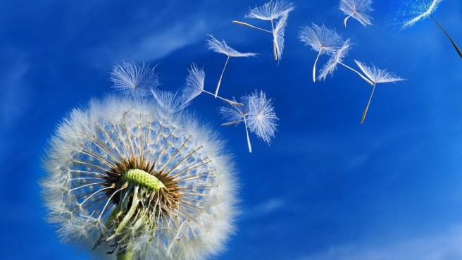 Beautiful-dandelion-puff-in-the-wind-HD-spring-wallpaper_1920x1080