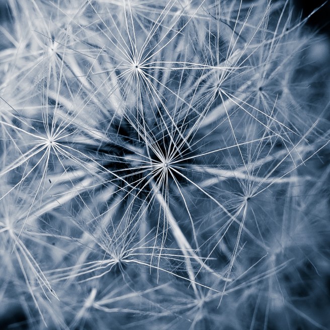 Dandelion_Puff_(1_of_1)