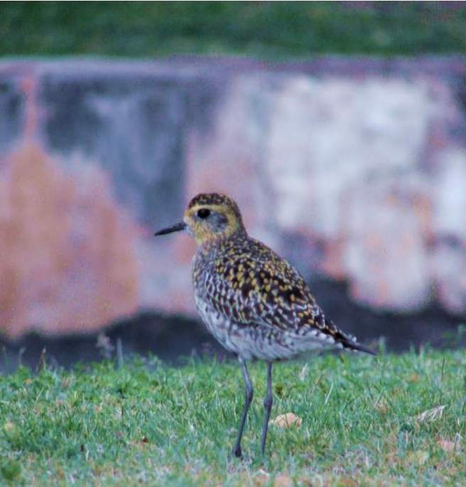 Golden Plover by Forest & Kim Starr