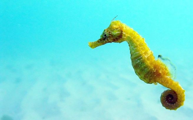 Black_Sea_fauna_Seahorse Florin DUMITRESCU