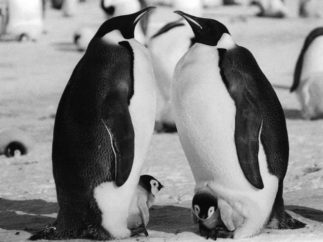 Emperor_Penguin_Parents_and_Chick Mtpaley