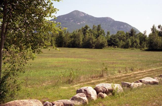Cattamount, Late Summer Joe Cottonwood 1