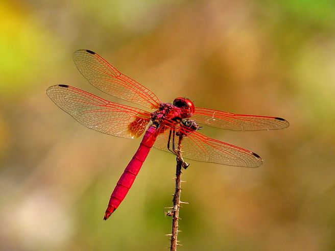 Red Dragonfly Debbie Hall photo by Jeevan Jose