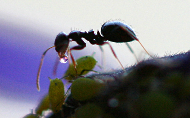 photo by Davidi. Mountain Ants Tamara Madison