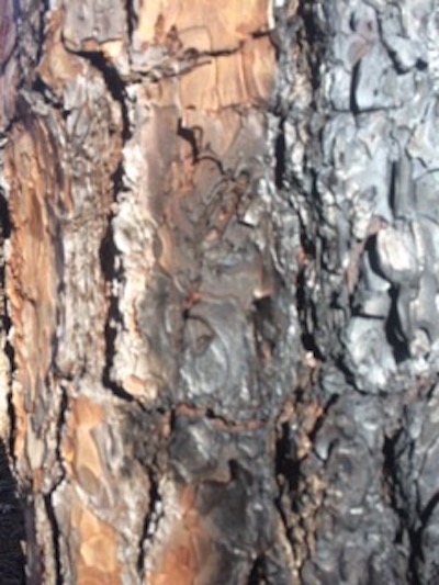 Burned Trunk 1