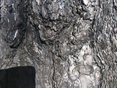 Burned Trunk 3