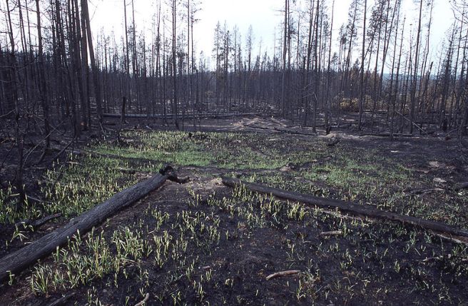 800px-Grass_growing_after_fire