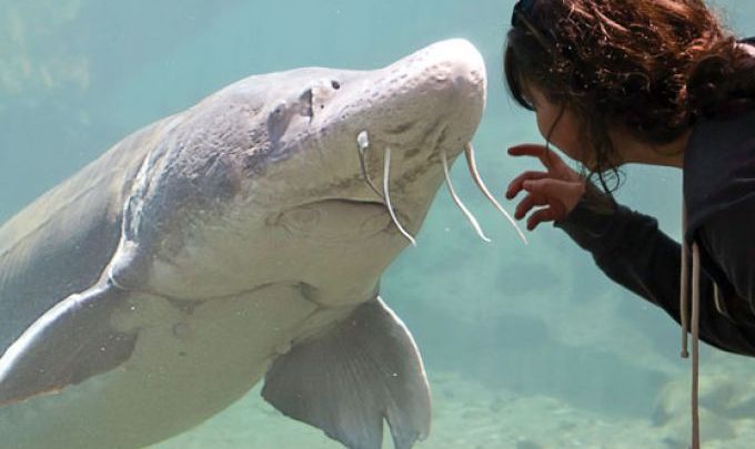 FunWithFish_HermanSturgeon