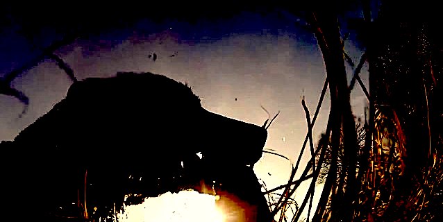 640px--Dog_Fetches_Hero2_Stick_From_River.webm