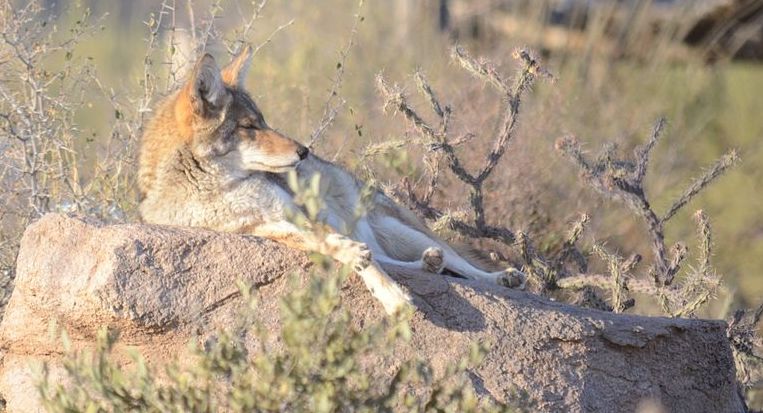 Coyote_at_Sonora_Desert_Museum_Tucson_Arizona