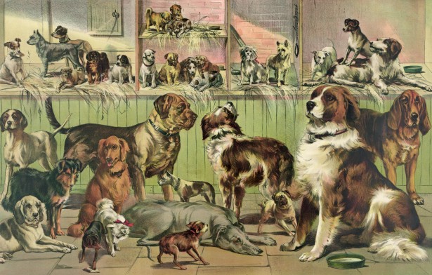 vintage-kennel-club-dogs