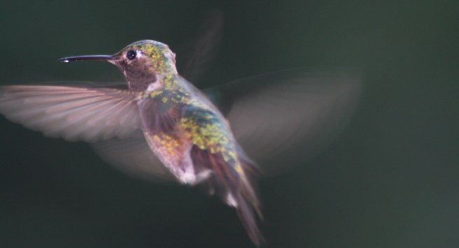 Broad-tailed_Hummingbird_male,_in_flight;_Selasphorus_platycercus