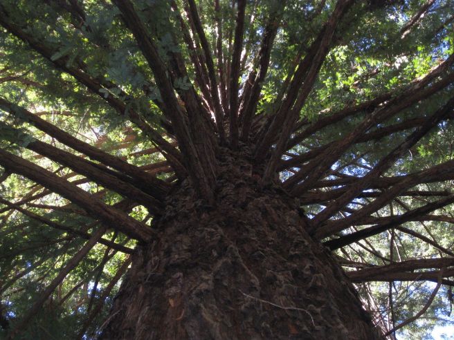 1280px-GIANT_REDWOOD