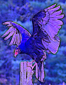220px-Eastern_Turkey_Vulture_(Canada)