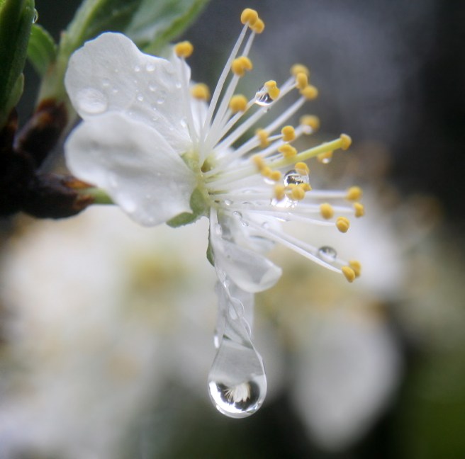 A_flower_refracted_in_rain_droplets